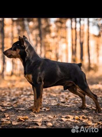 Цвергпинчер