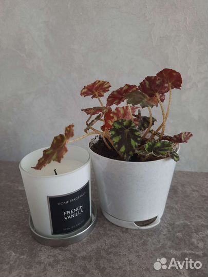 Бегония тигровая