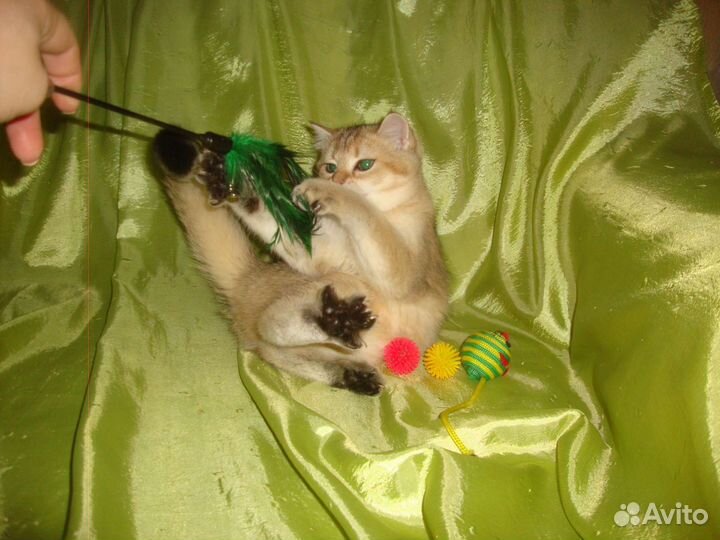 Зеленоглазая лисичка