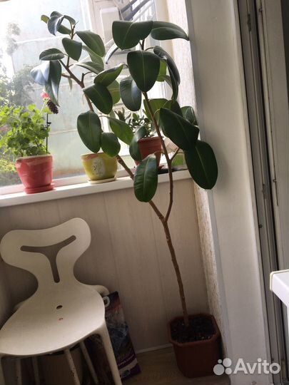 Фикус 165см + горшок