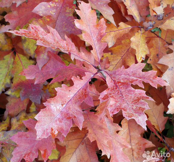 Cаженцы Красного канадского дуба