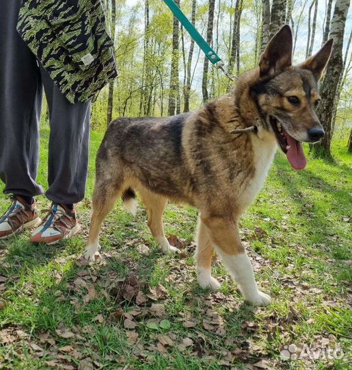 Собака Тома для дома