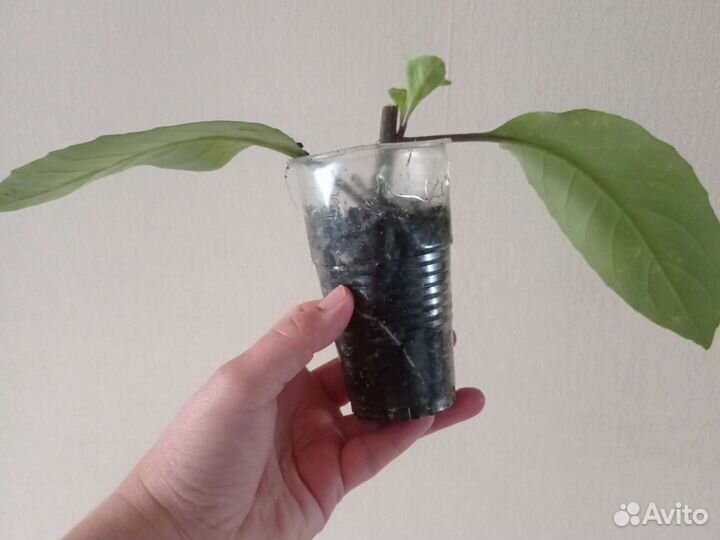 Джинура, мандарин, крестовник Роули, суккуленты