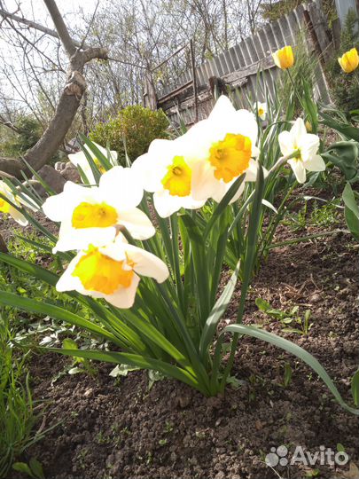 Луковицы нарциссов