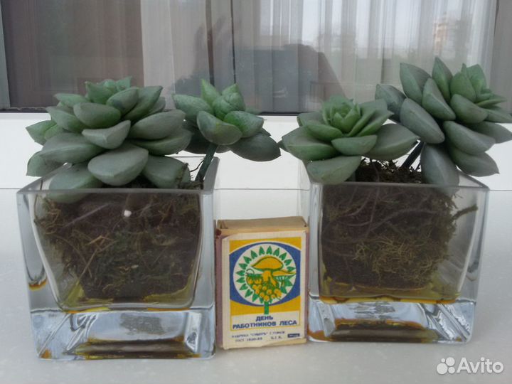 Растения искуственные SIA