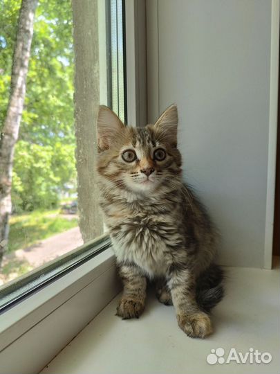Домашние животные кошки