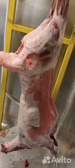 Продам мясо баранины, лошадей