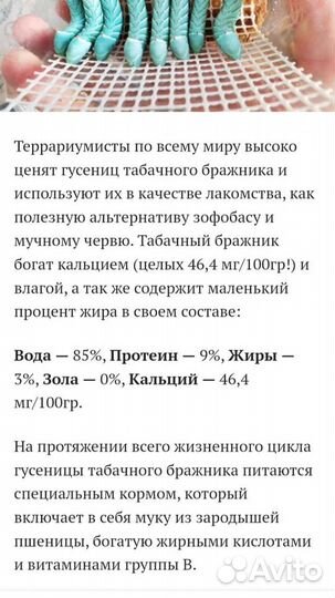 Гусеница бражника