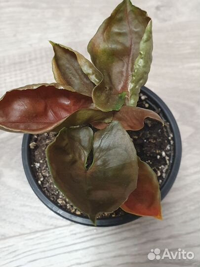 Сингониум клубничный лед