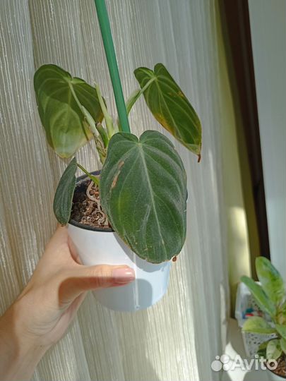 Филодендрон Миланохризум