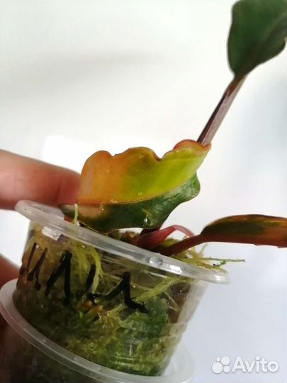 Филодендрон карамель марбл вар