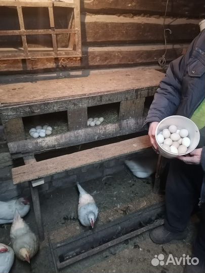 Домашние куриные яйца