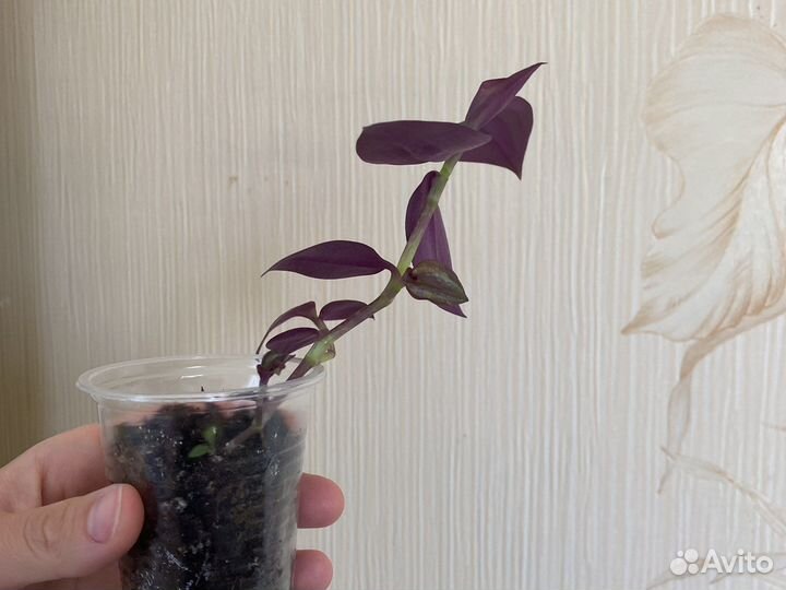 Традесканция зебрина домашние цветы неприхотливые