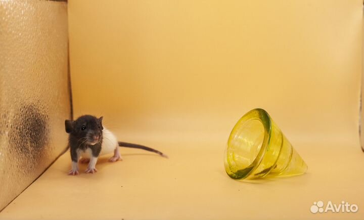 Крыса. Крысята. Дамбо крыса. Питомник