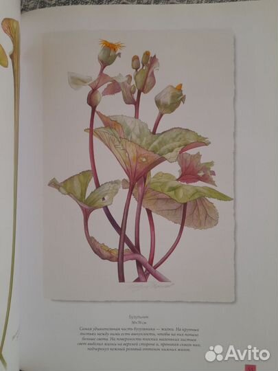 Билли Шоуэлл.Акварельные портреты цветов