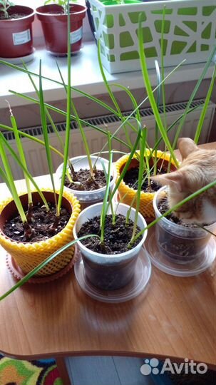 Зефирантес Pink (розовый)