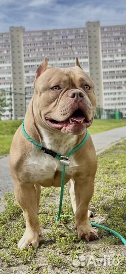 Случка собак