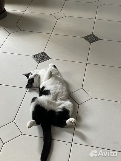 Кошки бесплатно