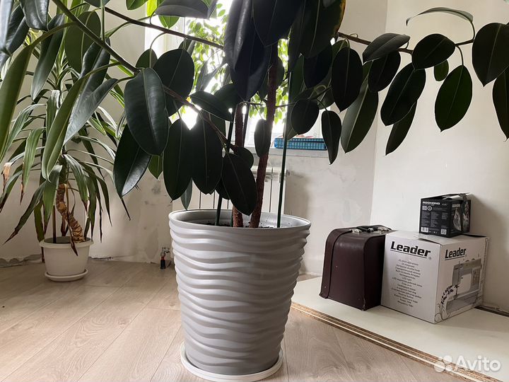 Фикус робуста