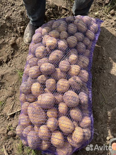 Картофель колумбия