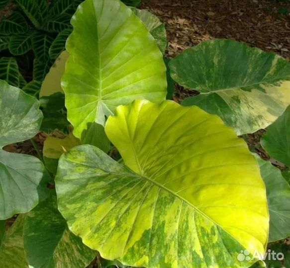 Редкие растения