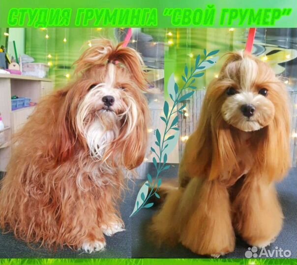 Зоосалон груминга. Стрижка собак и кошек