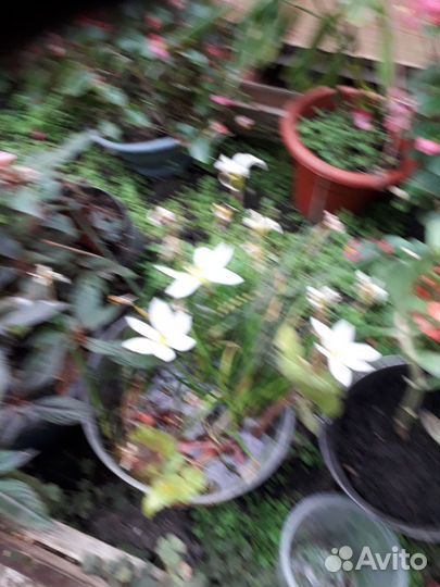 Клещевина комнотные цветы