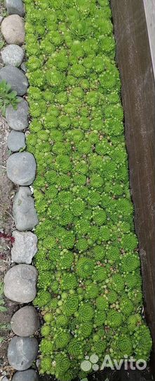 Молодило каменная роза