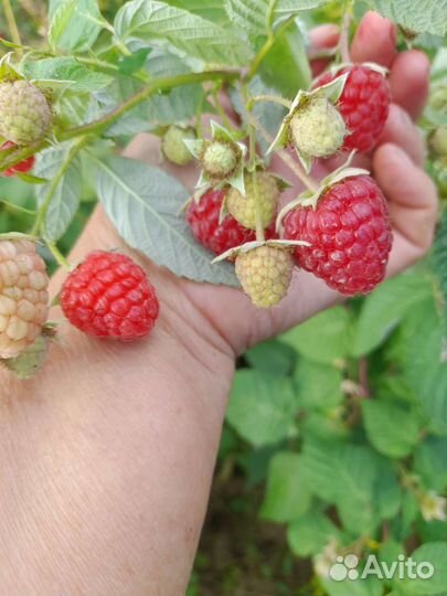 Ремонтантная малина