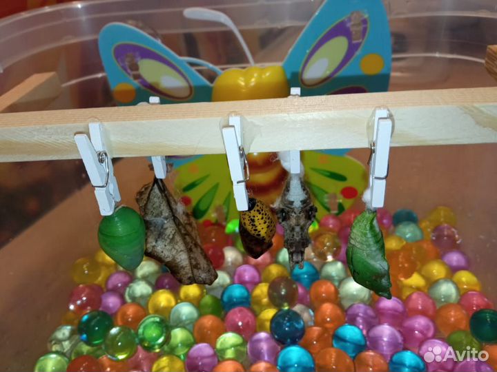 Мини-ферма из трёх куколок тропических бабочек