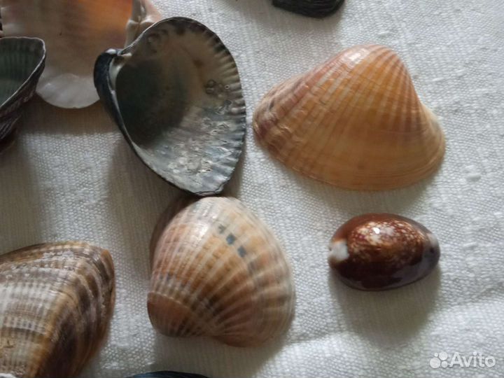 Морские ракушки