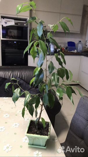 Бенджамина разные