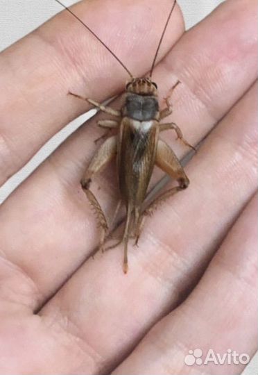 Кормовые насекомые, саранча, сверчки, гусеницы