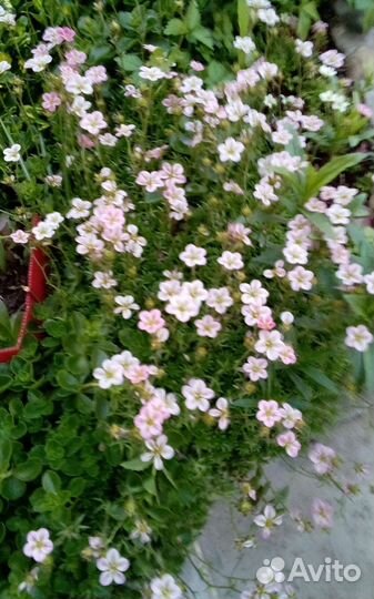 Почвопокровные растения