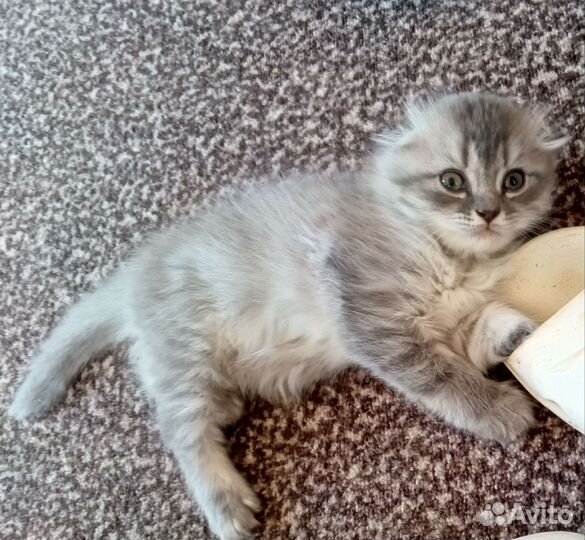 Британские котята бесплатно