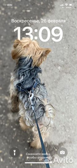 Выгул собак