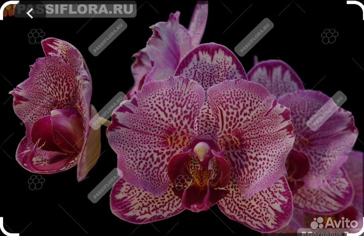 Орхидея Spotted batterfly stem prop