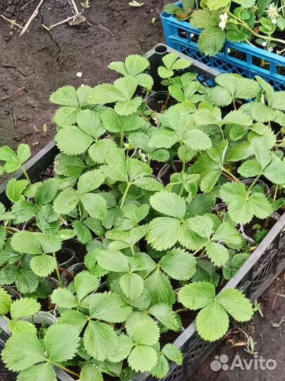 Рассада клубники земляники много сортов