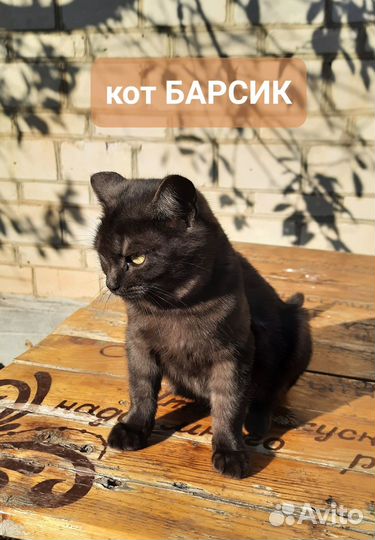 Коты бесплатно