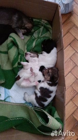 Собака в добрые руки отдам бесплатно
