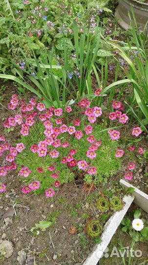 Многолетник