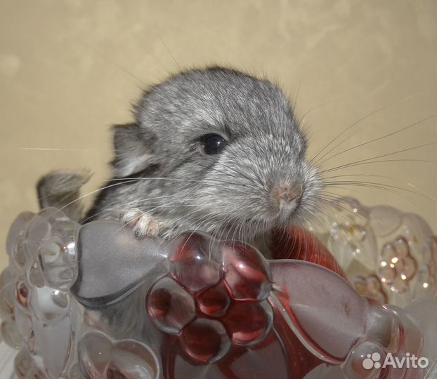 Шиншилла «стандарт»