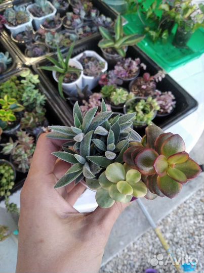 Суккуленты