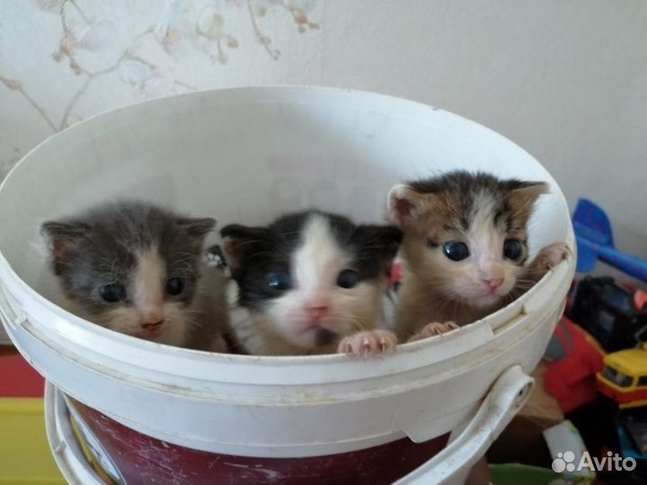 Котята в добрые руки приучены к лотку