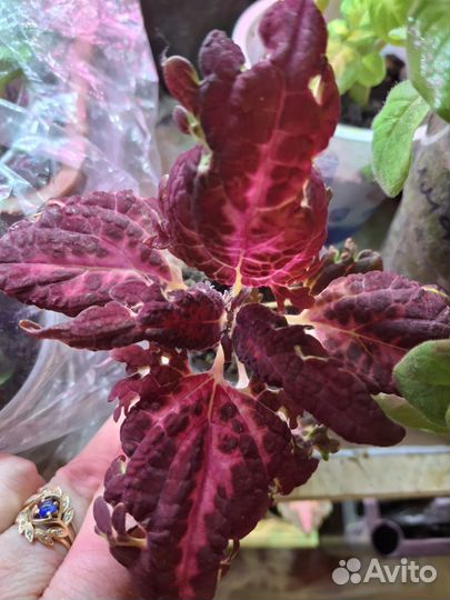 Рассада петунии Опера