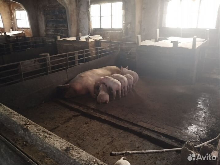 Продам поросят