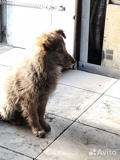 Пушистая девочка