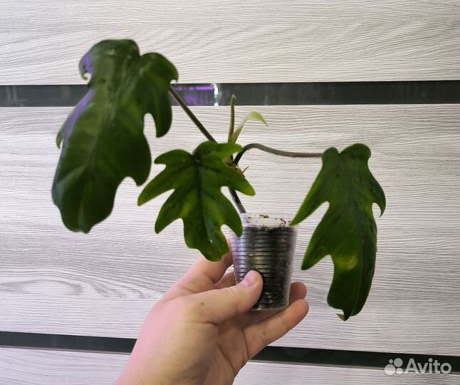 Филодендрон майо