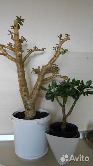 Крассула толстянка