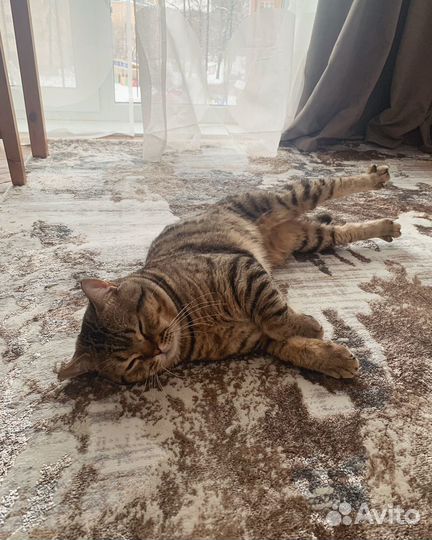 Кот британец в добрые руки